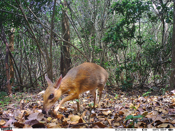 Living on Earth: Finding a Rare Mouse-Deer