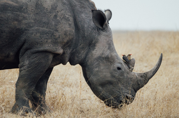 oxpecker and rhino relationship