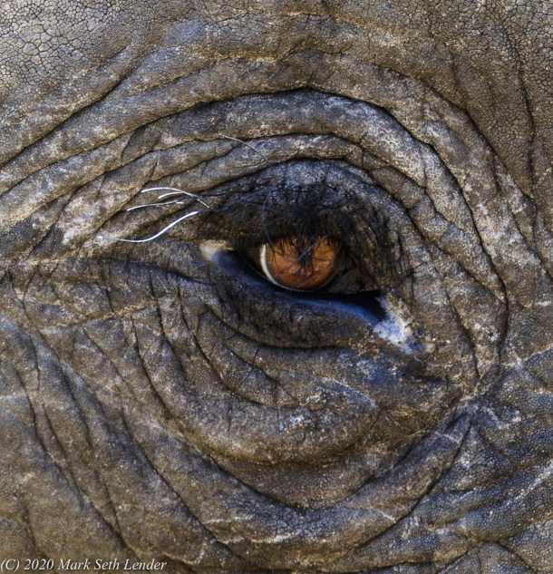 elephant eyes