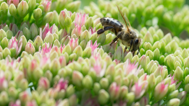 Bees are sentient': inside the stunning brains of nature's hardest workers, Bees