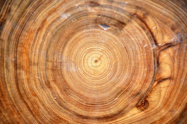 Living on Earth: Tree Story: The History of the World Written in Rings