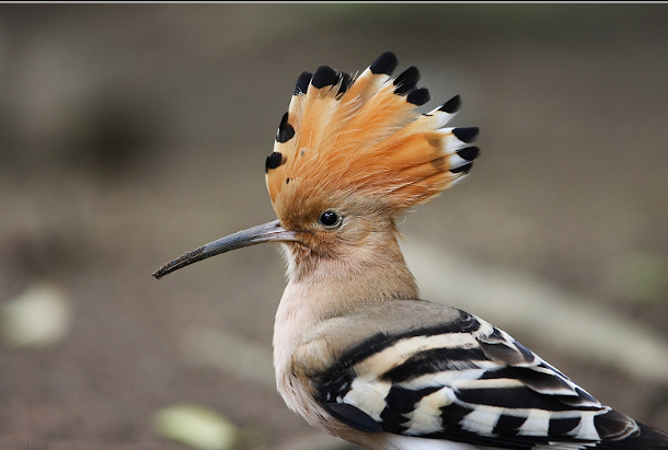 15 of the Most Beautiful Birds in the World (Pictures, Videos ...