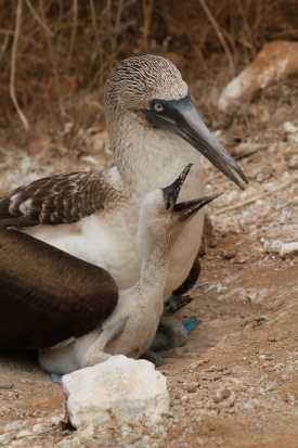 Living on Earth Wildly Magical Animal Encounters in the Galapagos