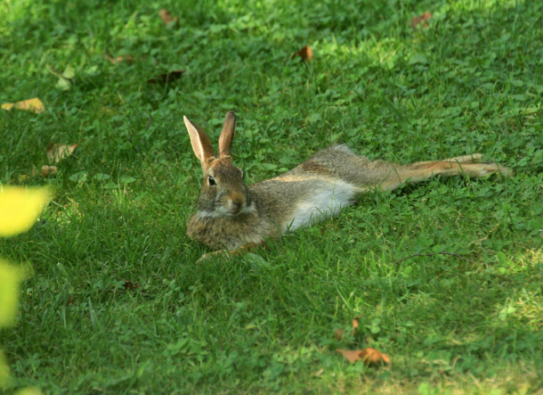 Living on Earth: Care for the Common Critter