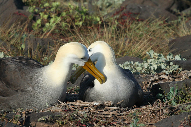 The Power Of Albatross Partnerships