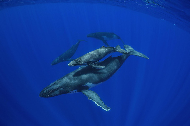 Researchers “hear” migration routes of southern fin whales