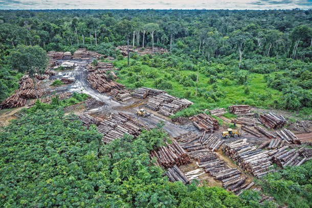 Governments are gathering to talk about the  rainforest. Why is it so  important to protect?