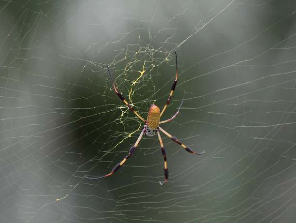 Tangled in a Web: Learn About Spiders