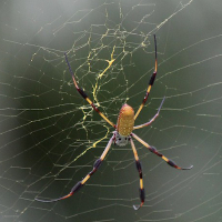 Some spiders may spin poisonous webs laced with neurotoxins