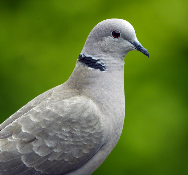 Rock Pigeon Identification, All About Birds, Cornell Lab of