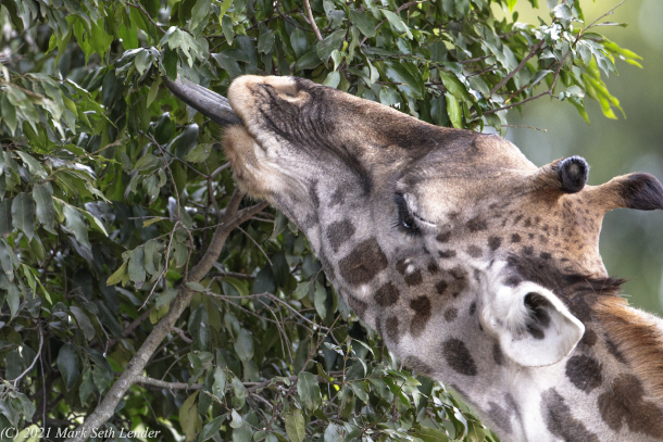 giraffes eating acacia leaves