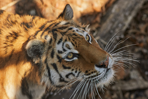 Living Earth: Note on Emerging Science: Tigers the Rebound
