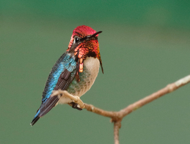 female bee hummingbird