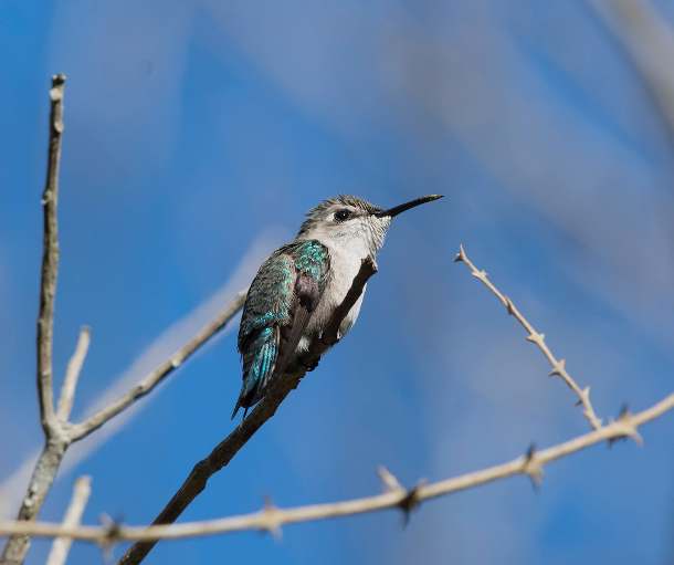 female bee hummingbird