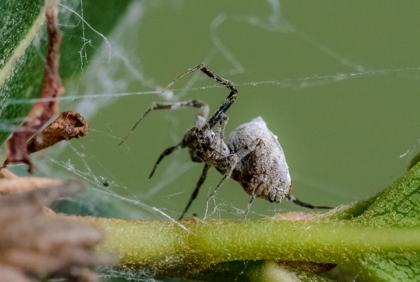 These spiders 'catapult' themselves to avoid getting eaten after