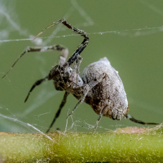 These spiders 'catapult' themselves to avoid getting eaten after