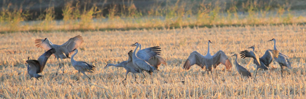 COLUMN: Sandhill cranes are once again making noise in area - Orillia News