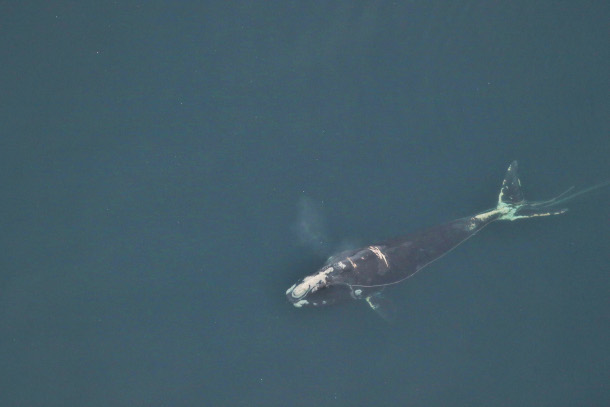 Preventing Whale Entanglements with Ropeless Fishing Gear