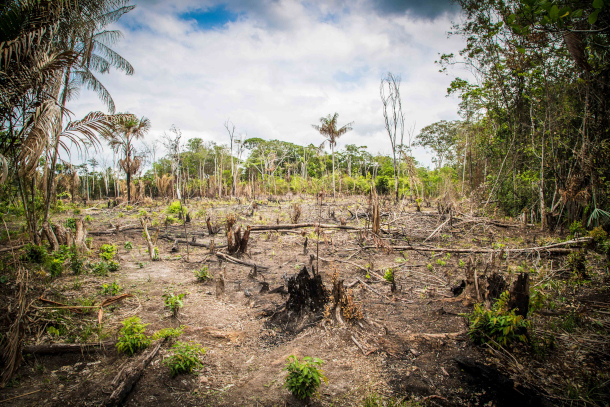 Living on Earth: EU Bans Deforestation Products