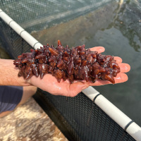 Are Sea Cucumbers a Cleanup Solution to Fish Farm Pollution