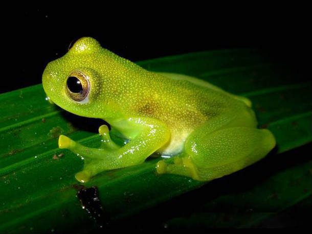 Living on Earth: Note on Emerging Science: Glass Frogs