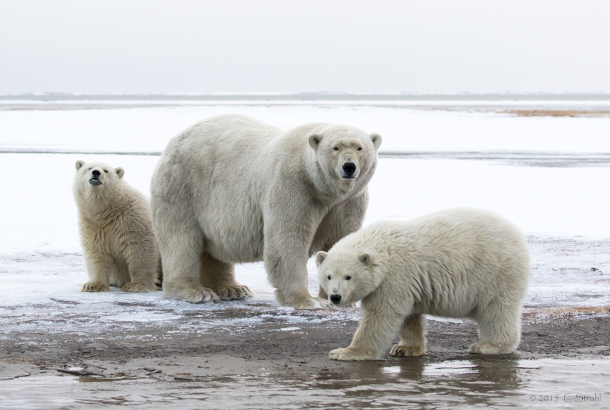 In warming Great Lakes, climate triage means some cold waters won't be  saved