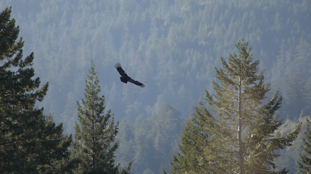 The Yurok Tribe has released 11 California condors in their ancestral areas. (Photo: Matt Mais, Yurok Tribe)