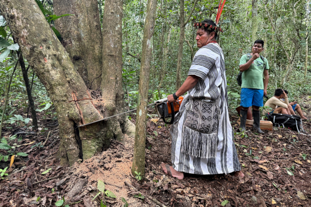 Asháninka leader, César Ramos shows onlookers how to sustainably remove a wild stingless bee nest without fully cutting down the tree housing it. In the modern age, the Asháninka people and other local communities are cultivating stingless bees in wooden bee boxes, helping to multiply the hives and repopulate the species. (Photo: Teresa Tomassoni, Inside Climate News)