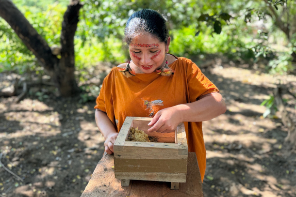 Asháninka stingless beekeeper Micaela Huaman Fernandez inspects a hive of Tetragonisca angustula bees. (Photo: Teresa Tomassoni, Inside Climate News)