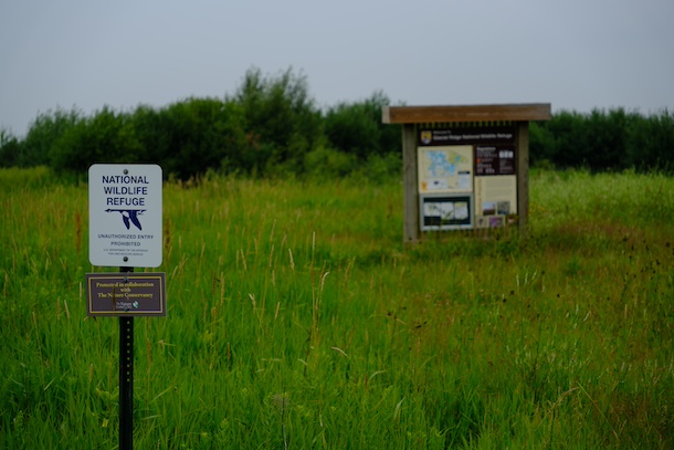The Glacial Ridge National Wildlife Refuge was created in part out of a nearby agricultural town’s need for clean drinking water, emphasizing that restoring prairies is beneficial to farmers and conservationists alike. (Photo: Jasper Shide, Wikimedia Commons, CC0 1.0).