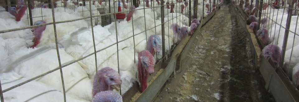 Living near many large Concentrated Animal Feeding Operations or CAFOs appears to raise cancer risk, according to a study from Yale researchers. CAFOs pack thousands of pigs, cows, and chickens together to produce meat, dairy, and eggs. All those crowded animals can produce a lot of waste that pollutes air and water, which may explain an association between CAFOs and cancer, though the study does not prove causation.