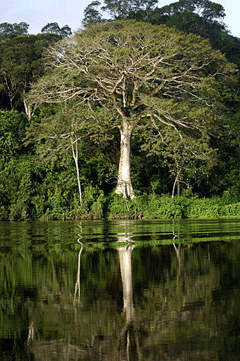 Living on Earth: Conserving the Rainforest