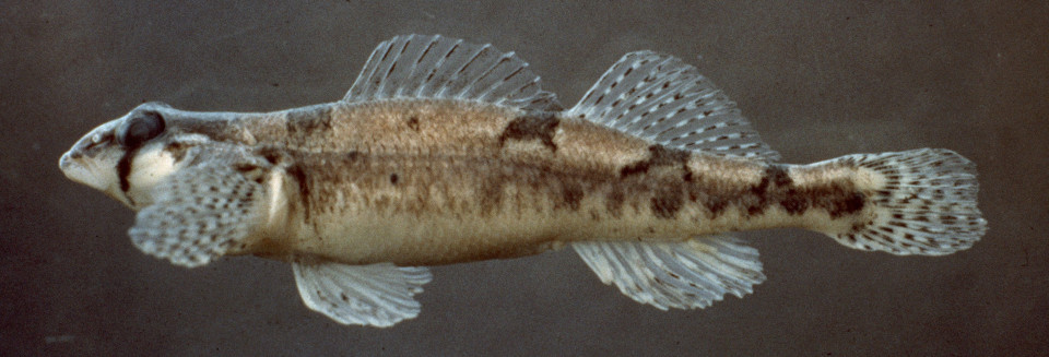 A panel known as the “God Squad”, consisting mostly of Trump cabinet members, recently voted to exempt the oil and gas industry operating in the Gulf of Mexico from the Endangered Species Act. If courts do not intervene, this decision would waive the standard ESA requirements to protect endangered species including the Rice’s whale, of which there are only a few dozen left.